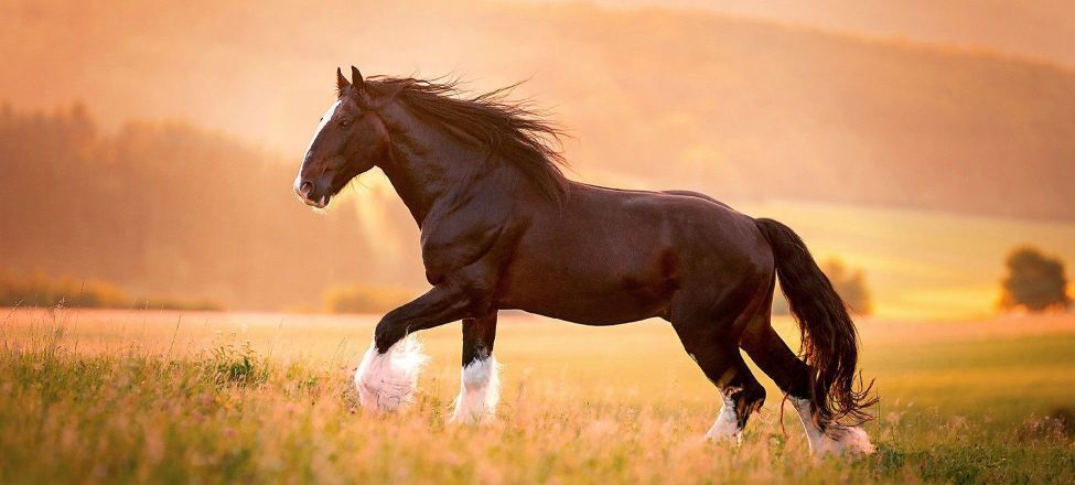 Kijk dit weekend naar Horse & Country TV