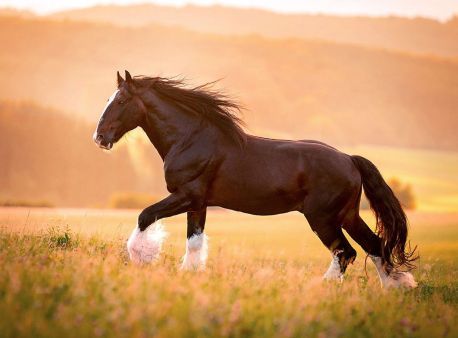 Kijk dit weekend naar Horse & Country TV