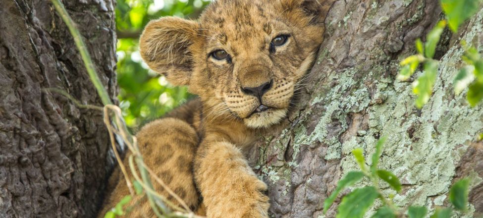 Regarder National Geographic Wild En Direct Gratuitement National geographic wild is zender van de maand | Kabelnoord