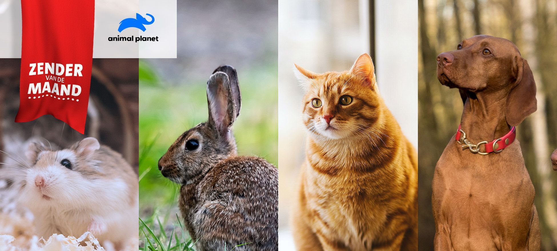 Oktober = dierenmaand bij Kabelnoord Oktober = dierenmaand bij Kabelnoord