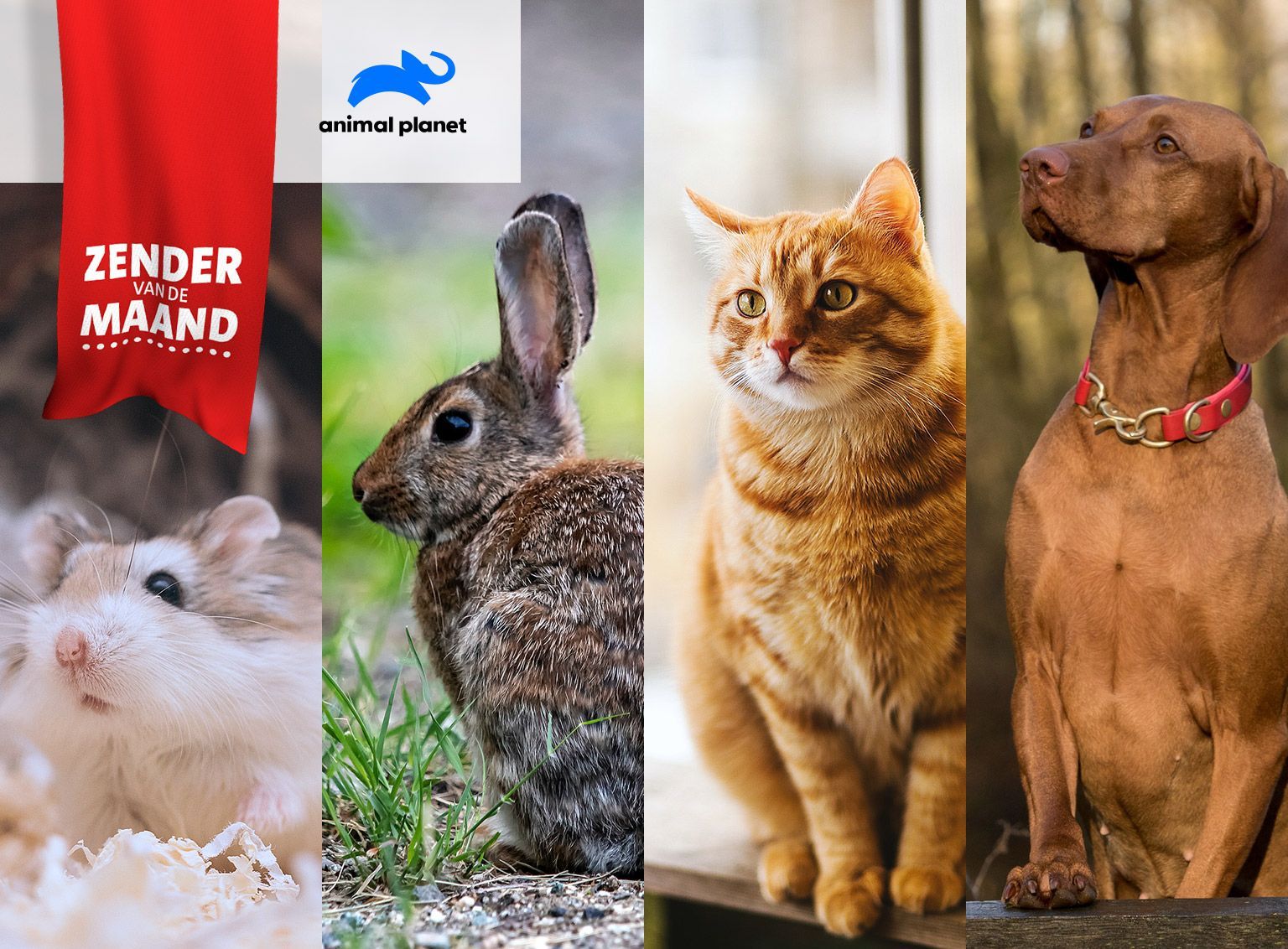 Oktober = dierenmaand bij Kabelnoord